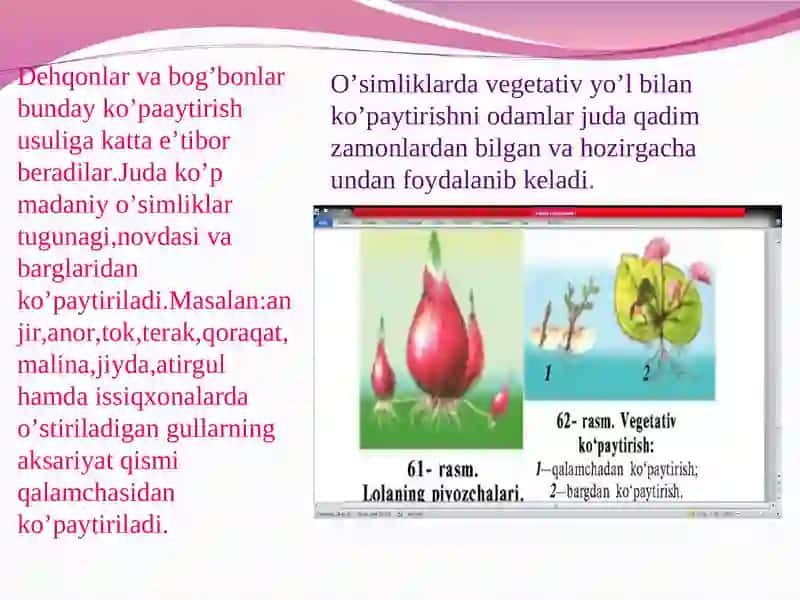 Madaniy o’simliklarning vegetativ ko’payishi 4