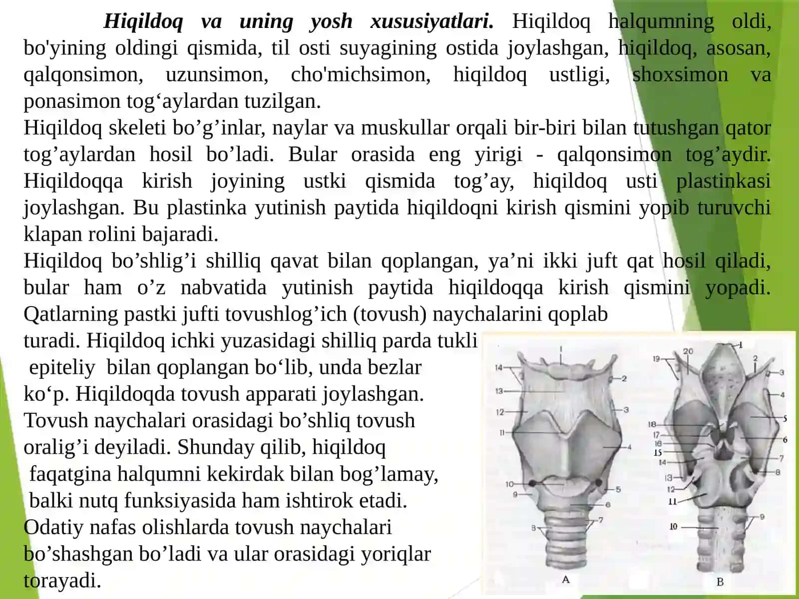 Nafas Tizimi Fiziologiyasi 4