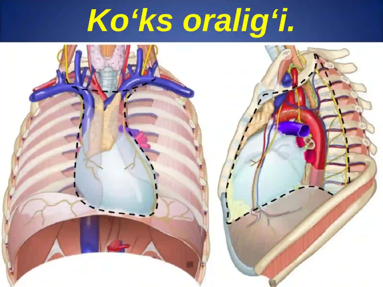 Ko'ks oralig'i va diafragma kasalliklari 4
