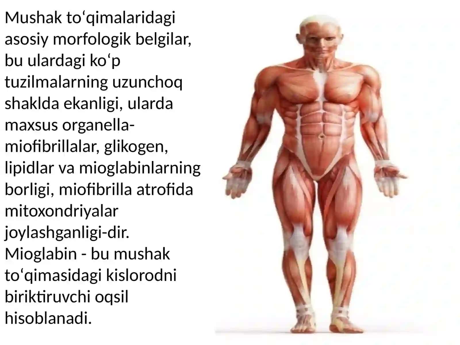 Mushaktoʻqimasining ta'rifi 4