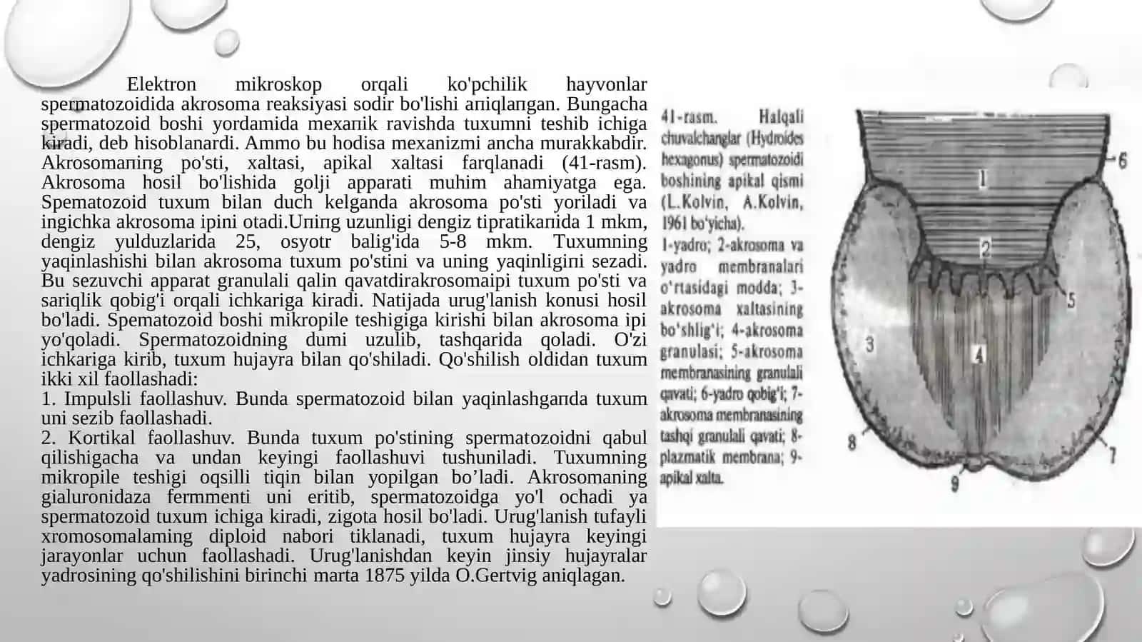 jinsiy hujayralarning o’zaro tasiri 4