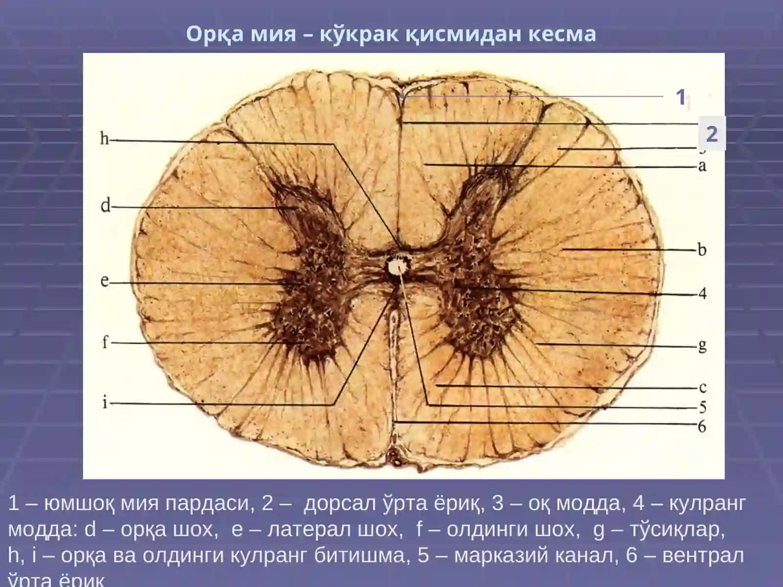 НЕРВ ТИЗИМИ,СЕЗУВ АЪЗОЛАРИ 4