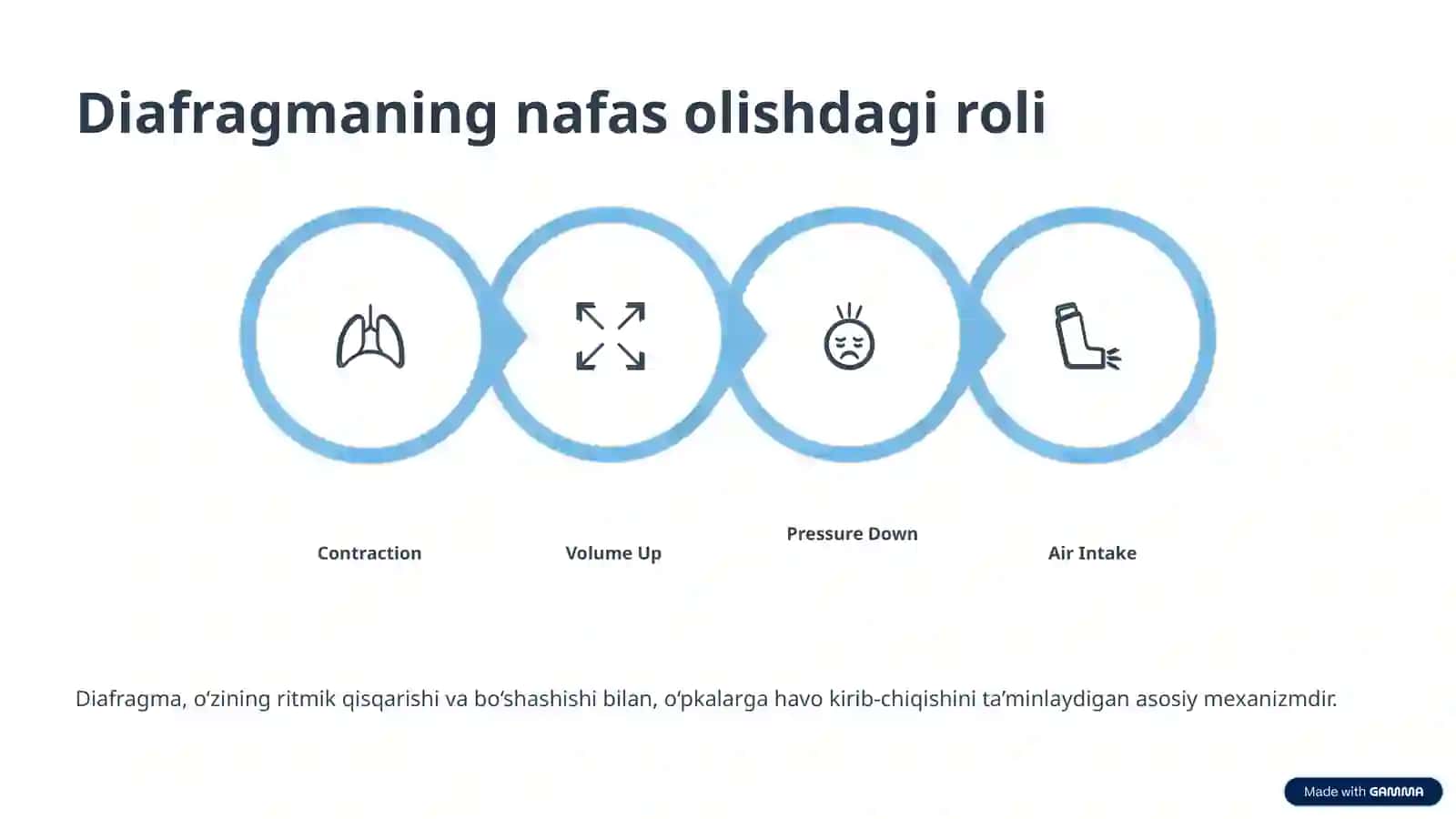 Diafragma Mushaklari Fiziologiyasi 4