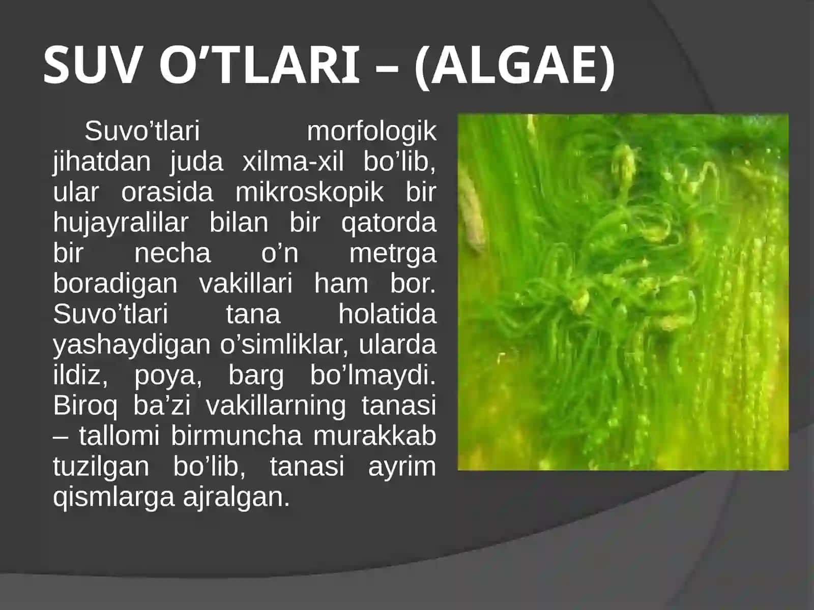 Tuban sporali o’simliklar: suv o’tlari, zamburug’lar va lishayniklar 4