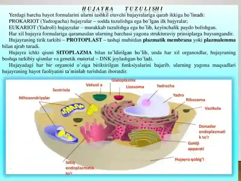 Bakteriya hujayrasining tuzilishi 4