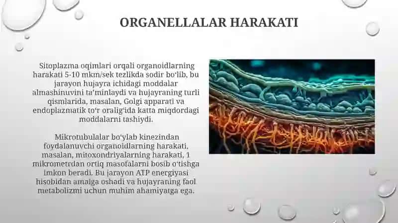 Hujayra sitoskeletining strukturaviy va funksional tashkil etilishi 4
