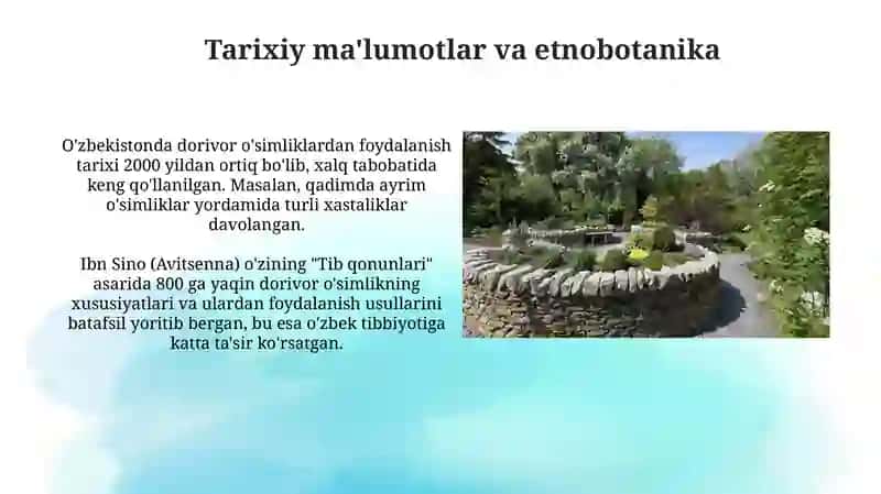 O'zbekistonda yetishtiriladigan dorivor o'simliklar 4
