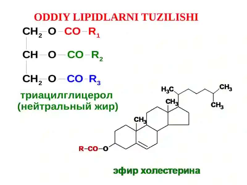 Lipidlar va Vitaminlar 4