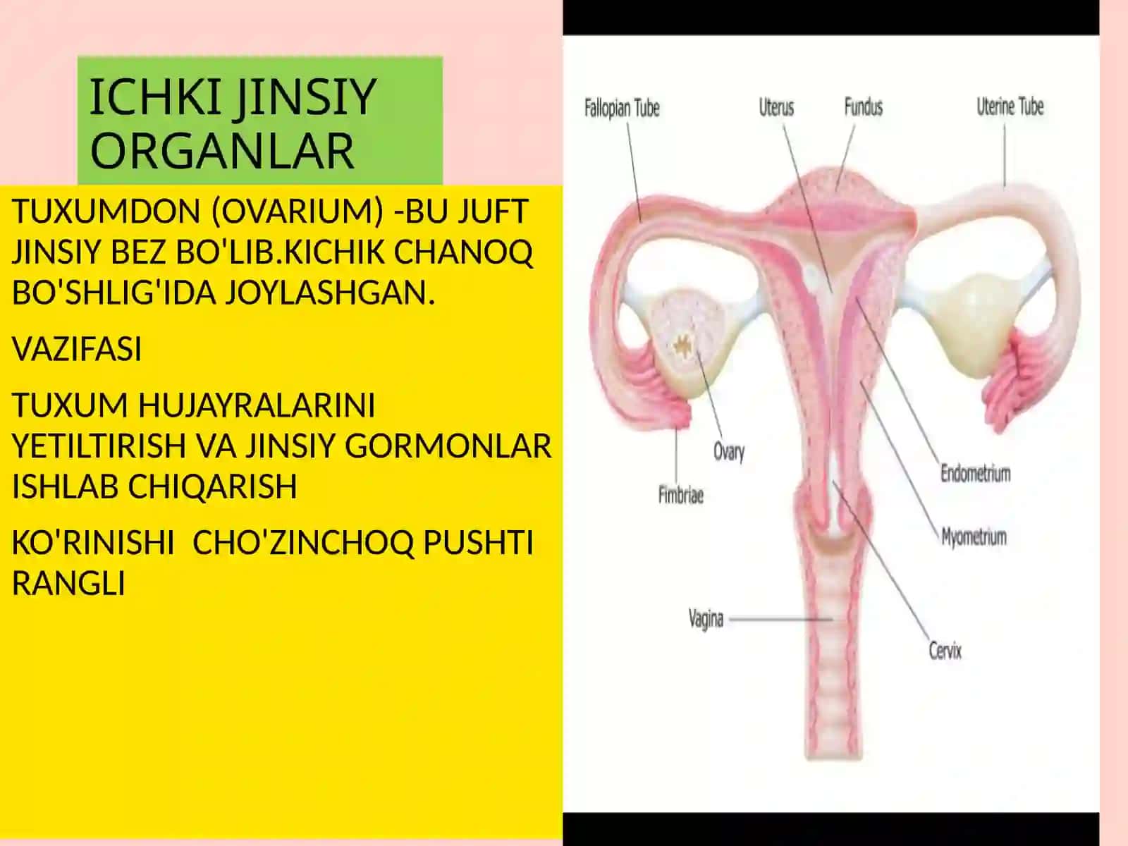 ANATOMIYA FIZIOLOGIYA VA PATOLOGIYA 4