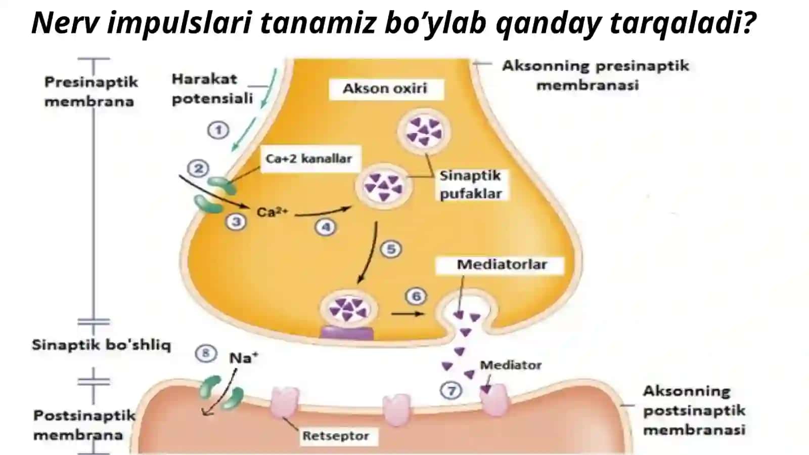 Nerv impulslarining hosil bo'lishi 4