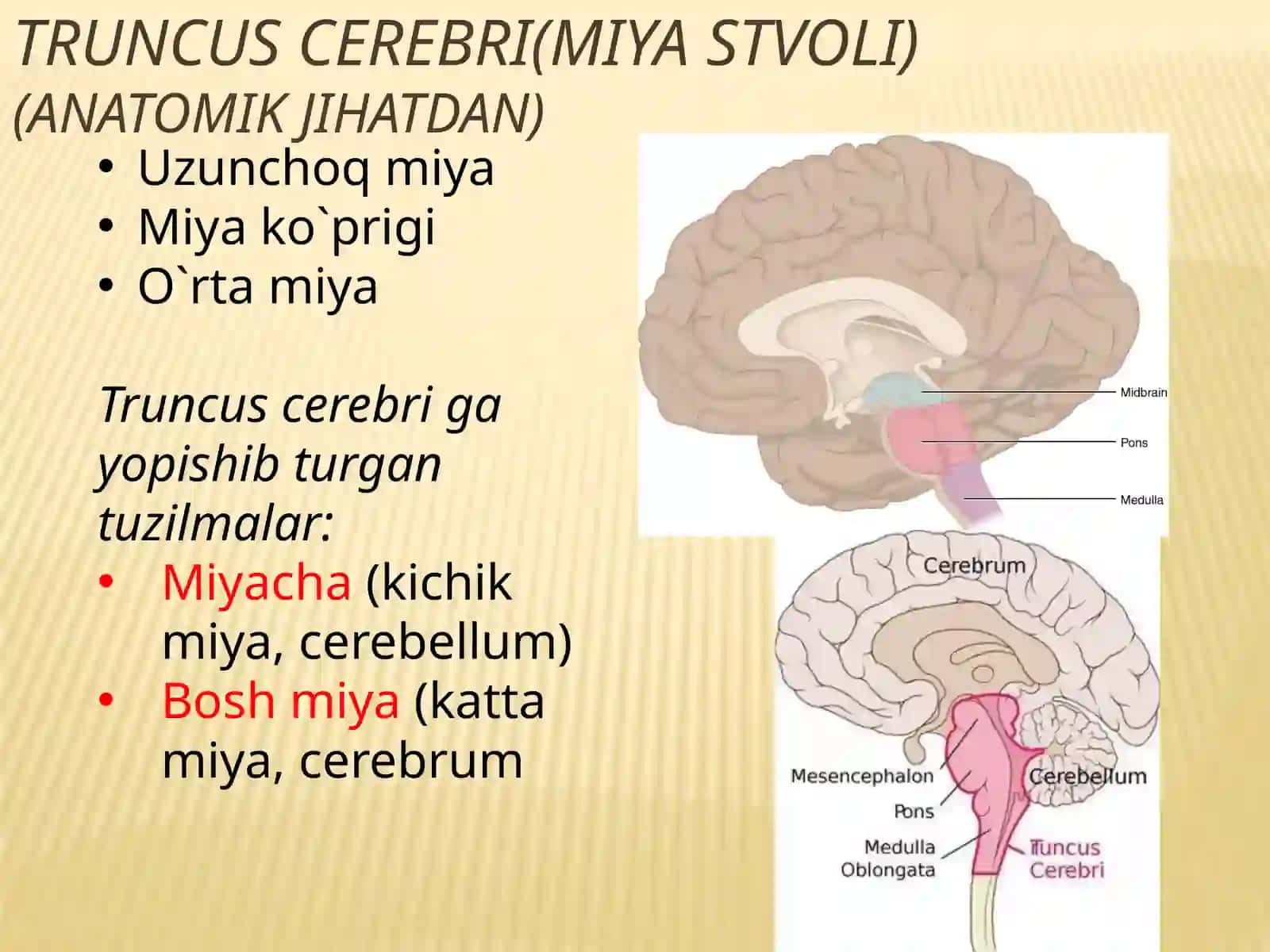 UZUNCHOQ MIYA 4