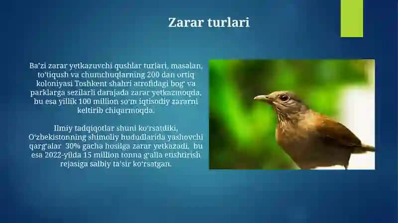 Zararli Qushlar 4