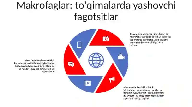 Mononuklear Fagositlar Tizimi Tarkibi 4