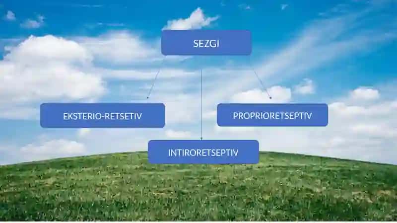 SEZGI 4