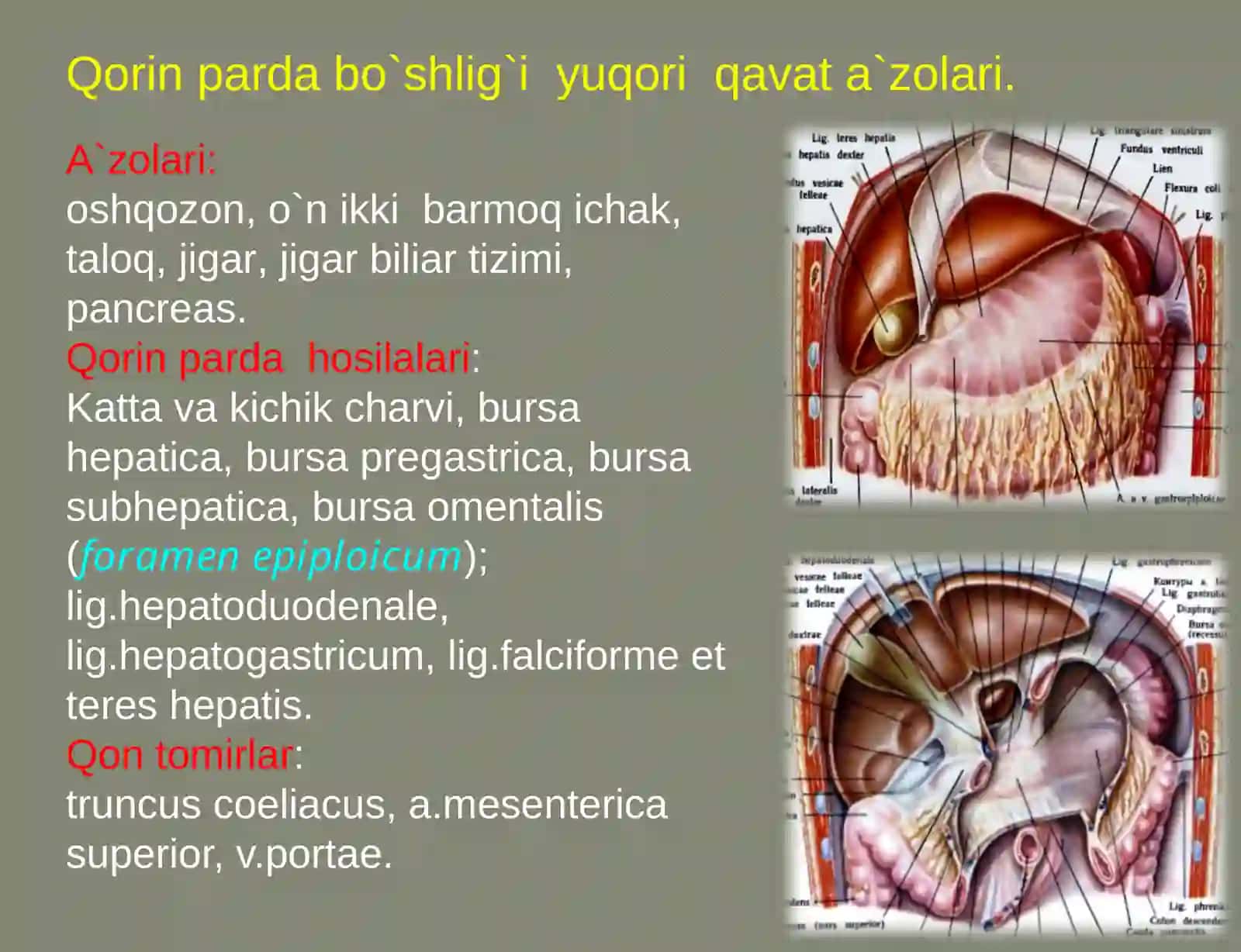 Qorin bo`shlig`ining klinik anatomiyasi 4