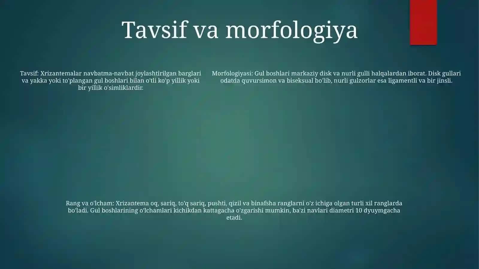 Xrizantema 4