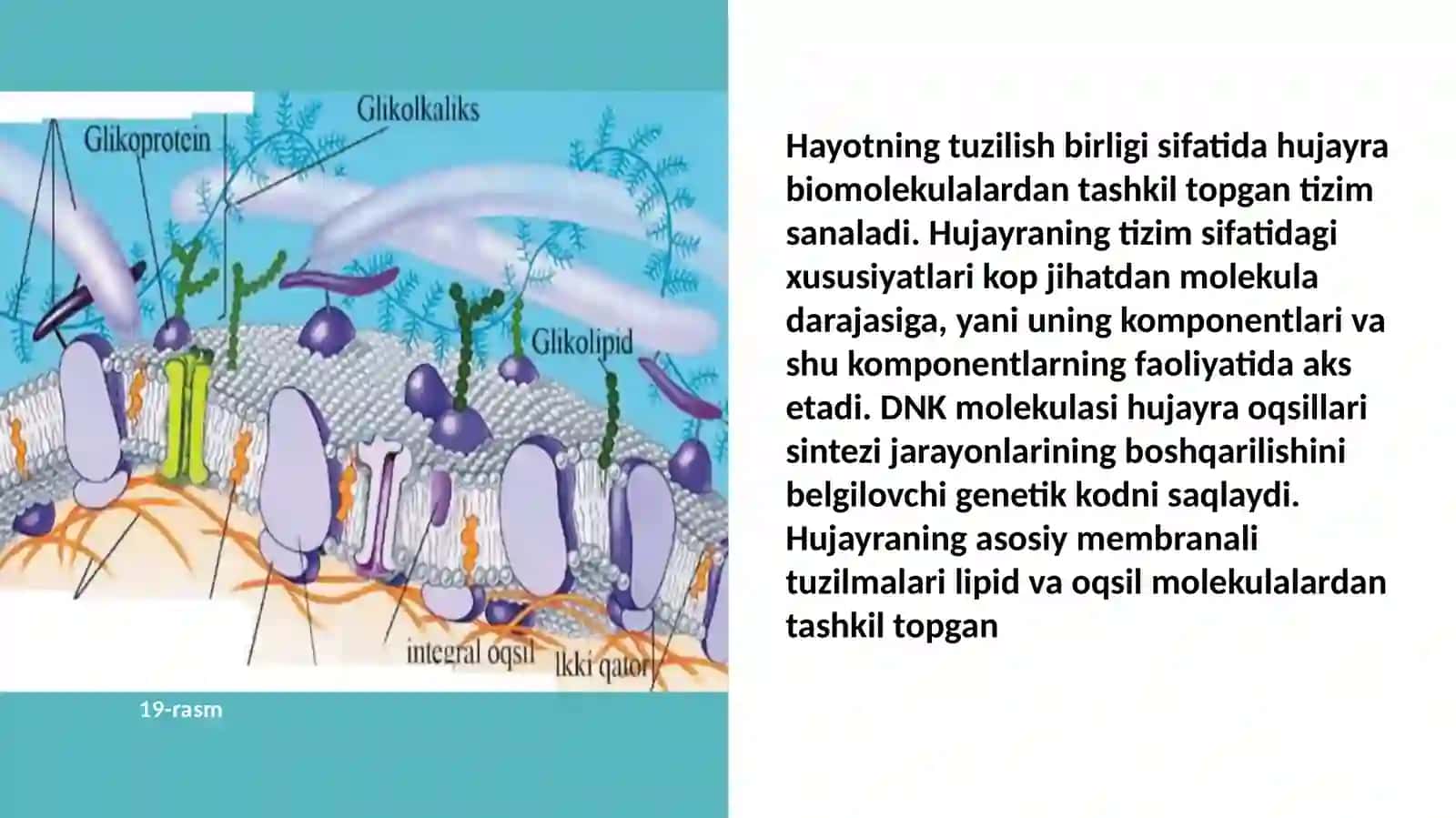 HAYOTNING HUJAYRADARAJASIVA UNINGO’ZIGAXOS JIHATLARI 4