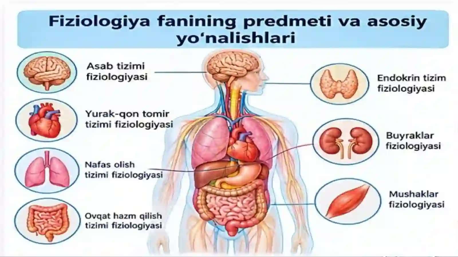 FIZIOLOGIYA FANI, RIVOJLANISHI, TIBBIYOTDA AHAMIYATI. FIZIOLOGIK TEKSHIRUV USULLARI 4