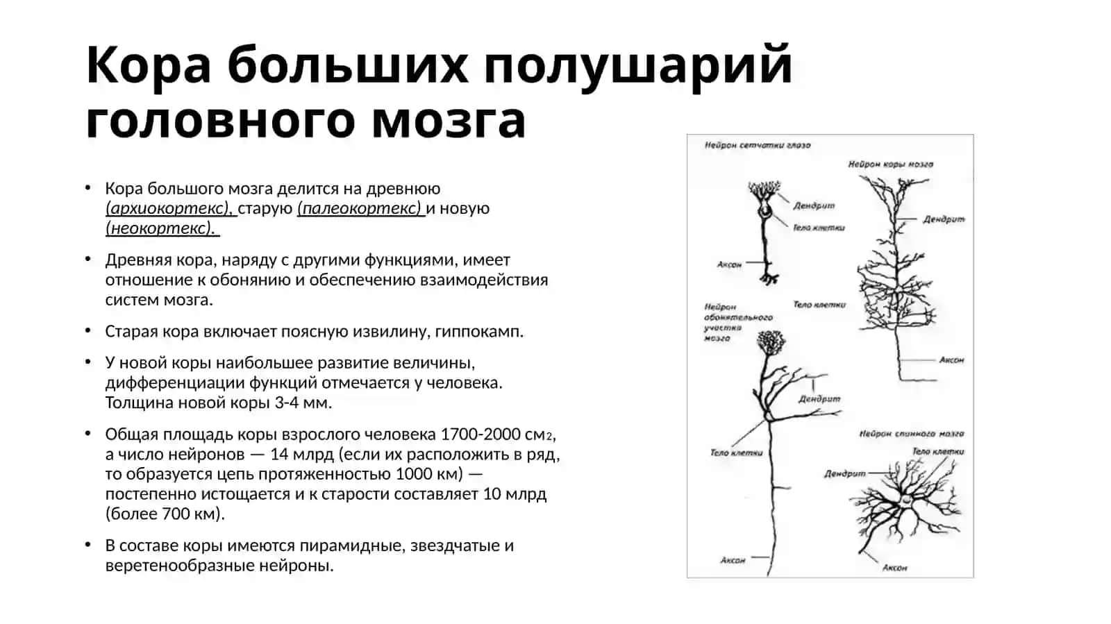 Корабольших полушарий головного мозга 4