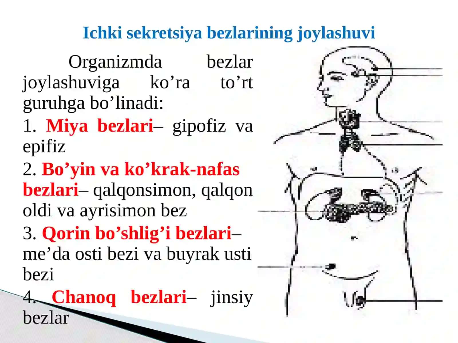 ISHKI SEKRETSIYA BEZLARINING TUZILISHI, FUNKSIYALARI VA YOSHGA BOG’LIQ XUSUSIYATLARI 4