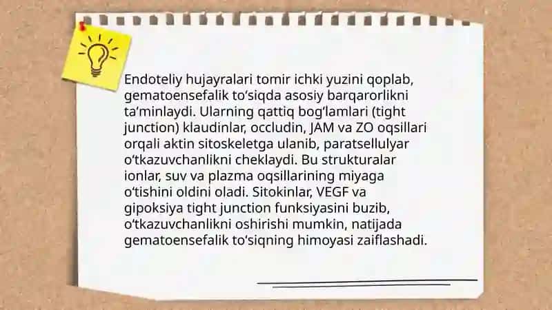 Gematoensafalik toʻsiq gistofiziologiyasi 4