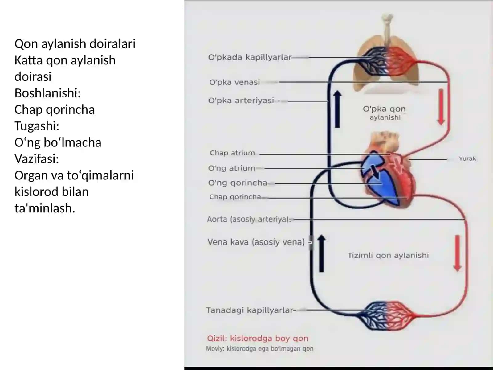 QON AYLANISHI VA YURAK MUSHAGI (FIZIOLOGIYA) 4