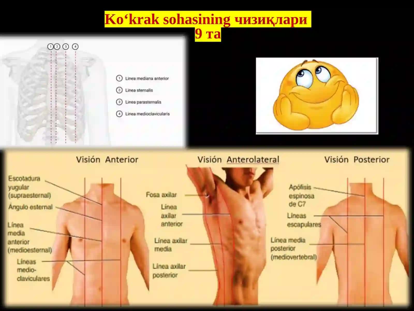 KO'KRAK QAFASI TOPOGRAFIK ANATOMIYASI 4