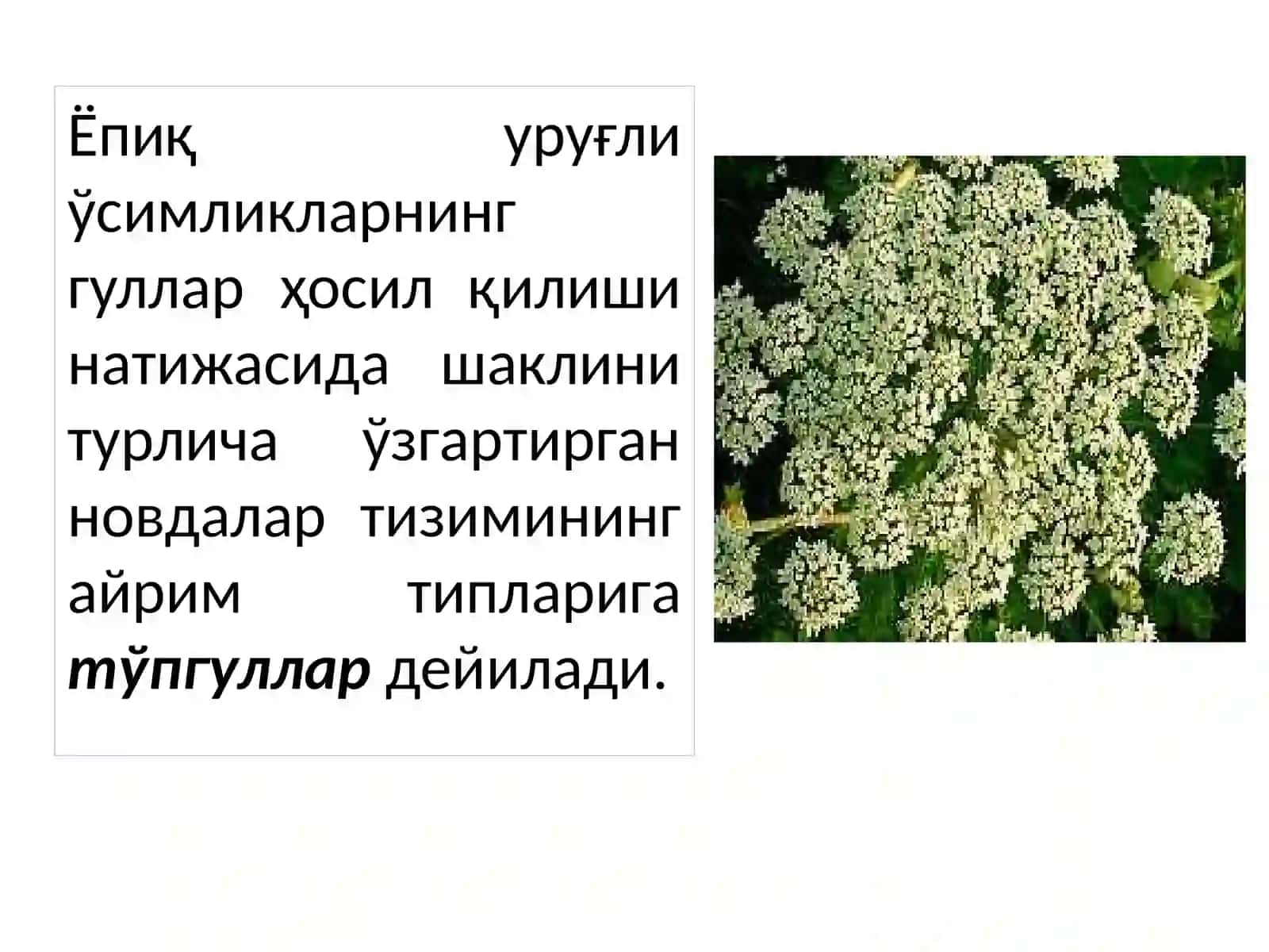 Тўпгуллар 4