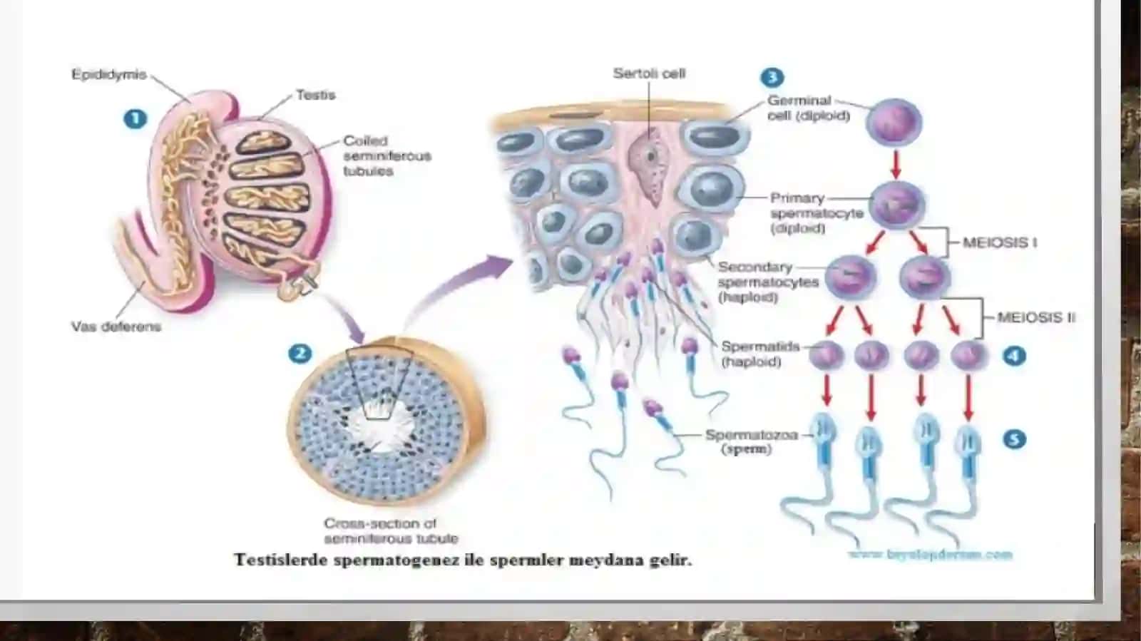 Proemrionalrivojlanish 4