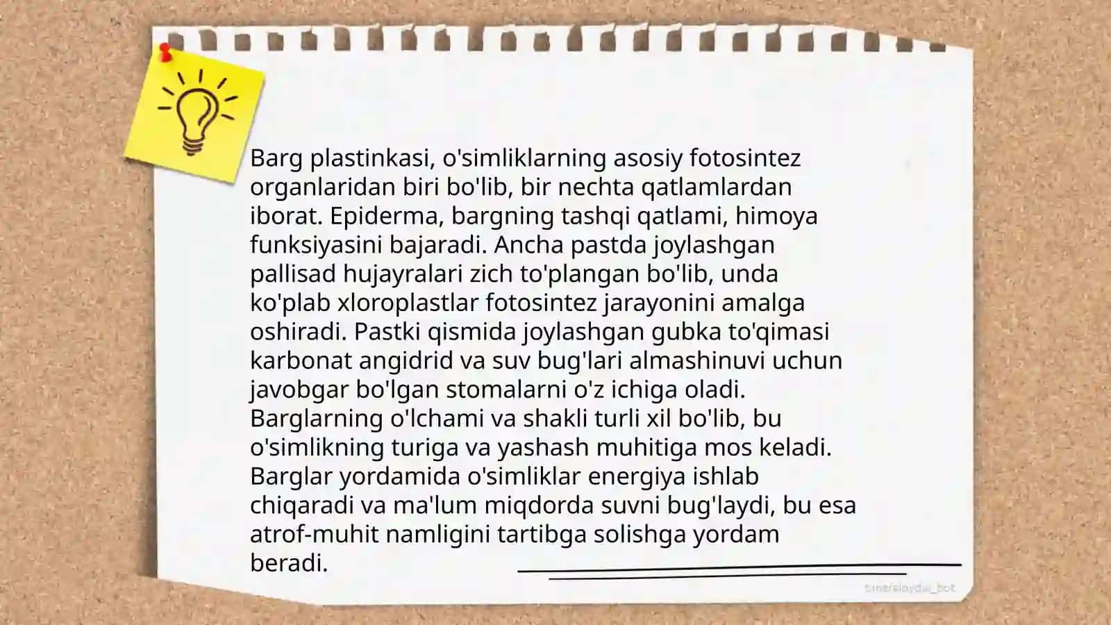 Bargning morfologik va anatomik tuzilishi Choriyeva xonzoda 4