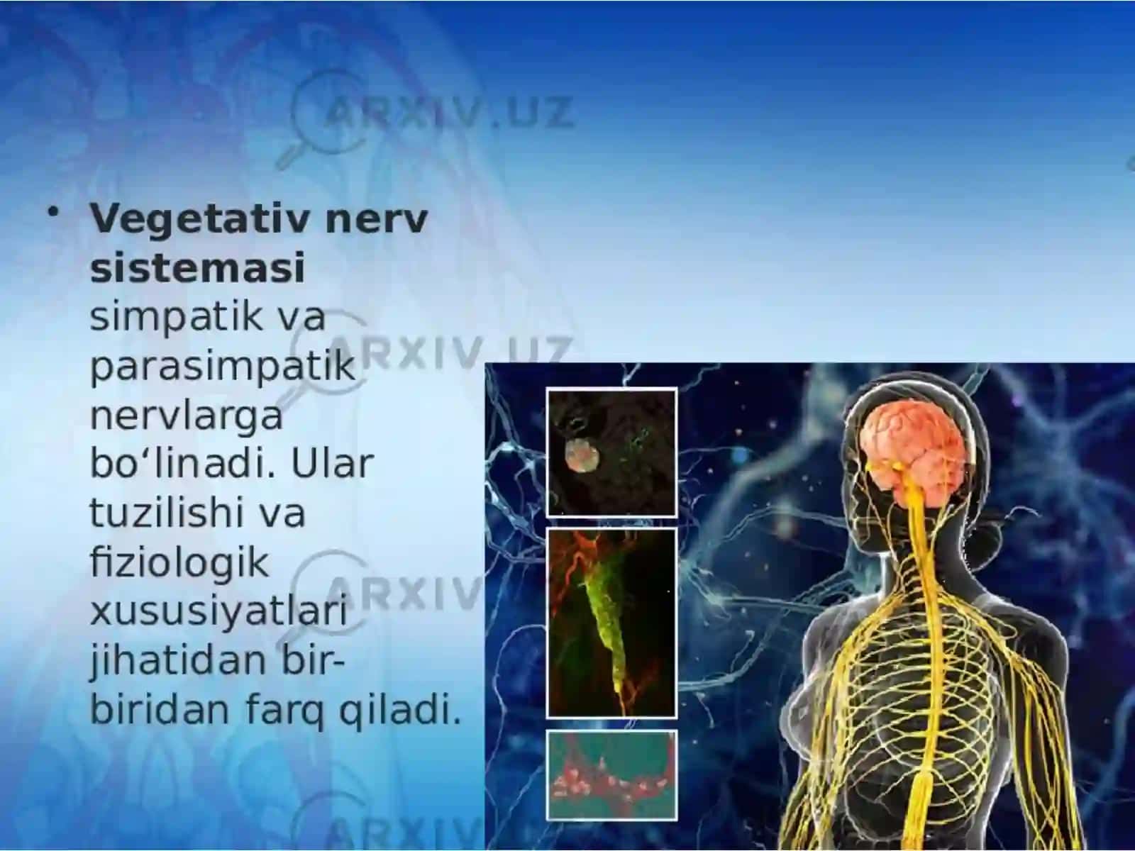 Vegetativ asab tizimining anatomiya vafiziologiyasi 4