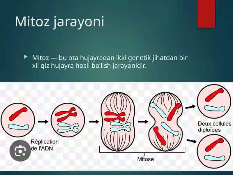 Mitoz va Meyoz 4