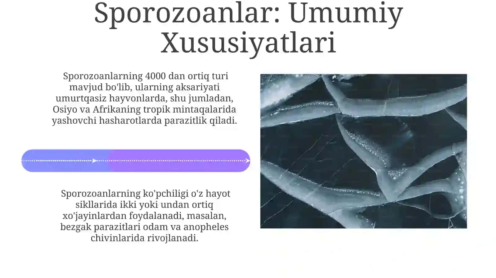 Xivchinlilar-odamparazitlari:tripanasoma,leyshmaniya,trixomonadavayambliya.Sporalilar 4