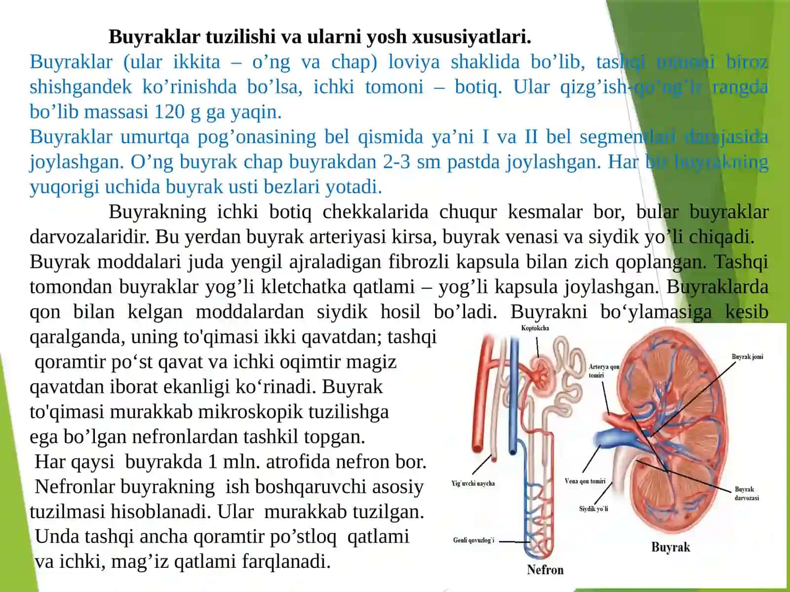 Ayiruv tizimlarining yosh xususiyatlari va gigiyenasi 4