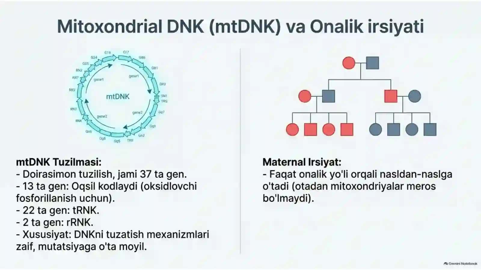 Mitoxondrial kasalliklar va gipoenergetik holatlar — 15 slayd 4