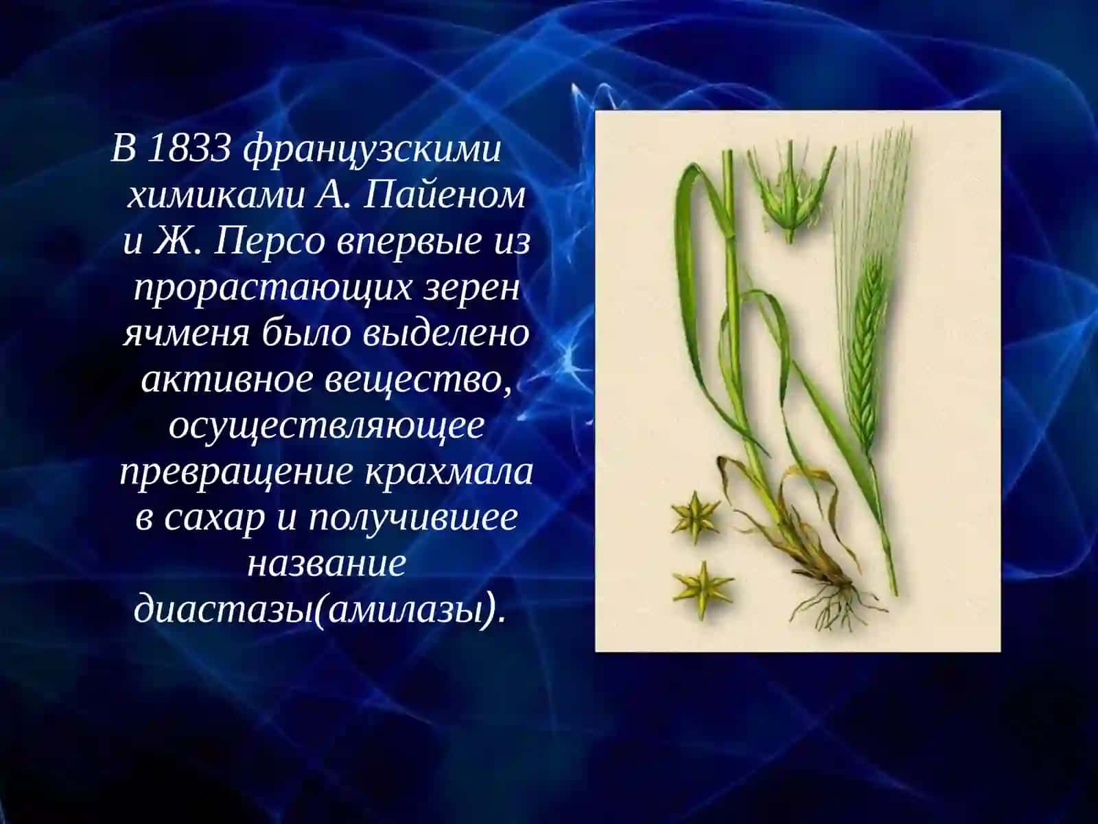 Ферменты 4