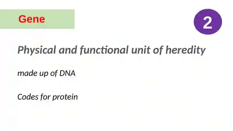 GeneticTerms 4