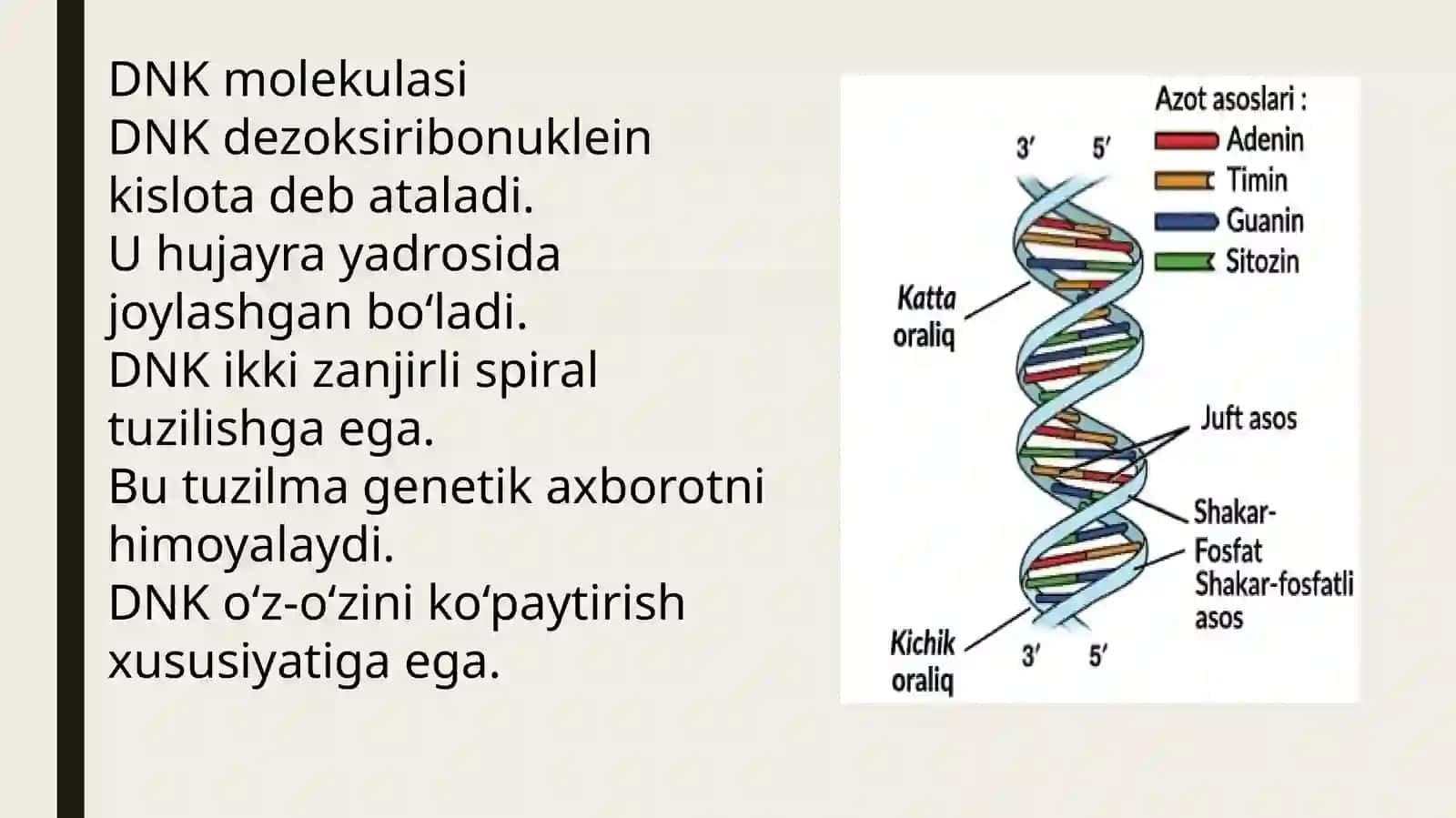 Irsiyatning molekulyar asosi 4