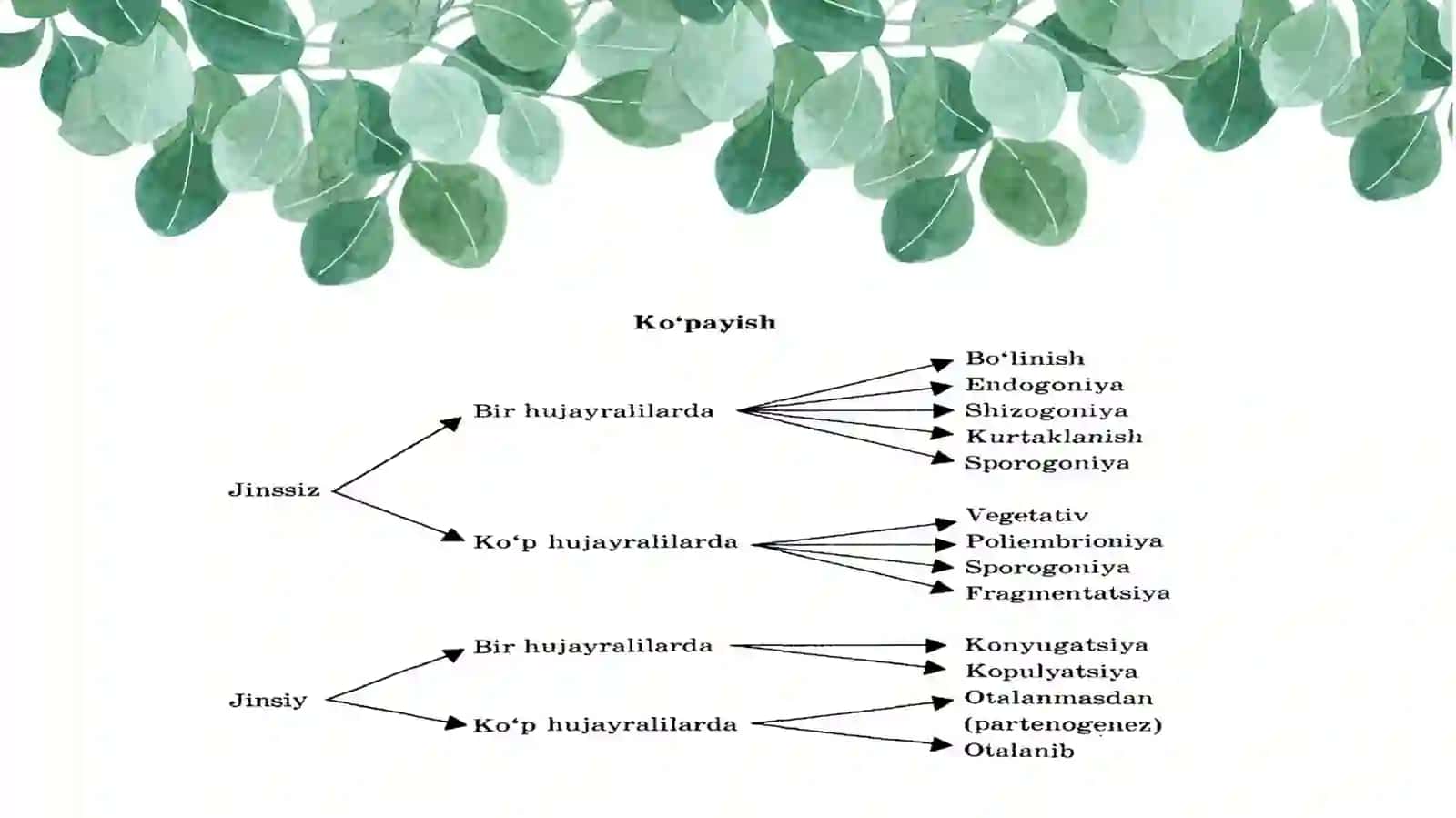 Organizmlarning Ko'payishi.Ontogenez Predembrional Rivojlanishi 4