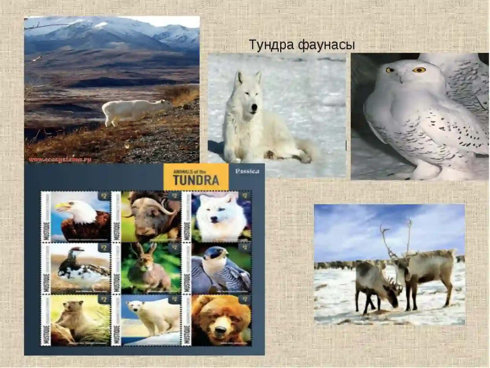 Arktika mintaqasining tabiat zonalari 4