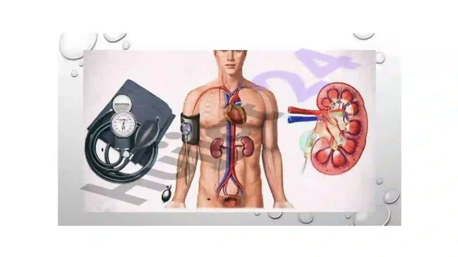 Buyrakning umumiy gistologik tuzilishi 4