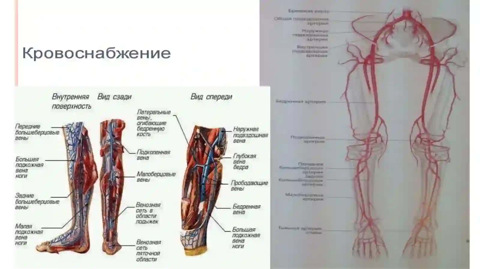 Клиническая анатомия нижней конечности 4