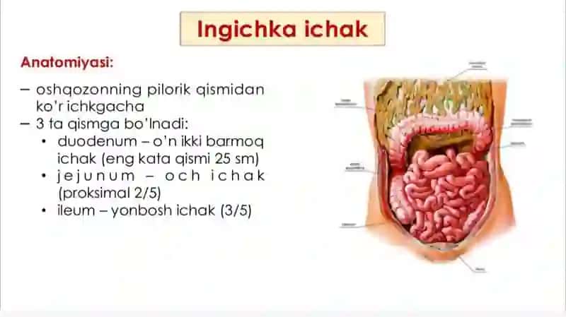 ingichka va yoʻgʻon ichakda ovqat hazm boʻlishi 4