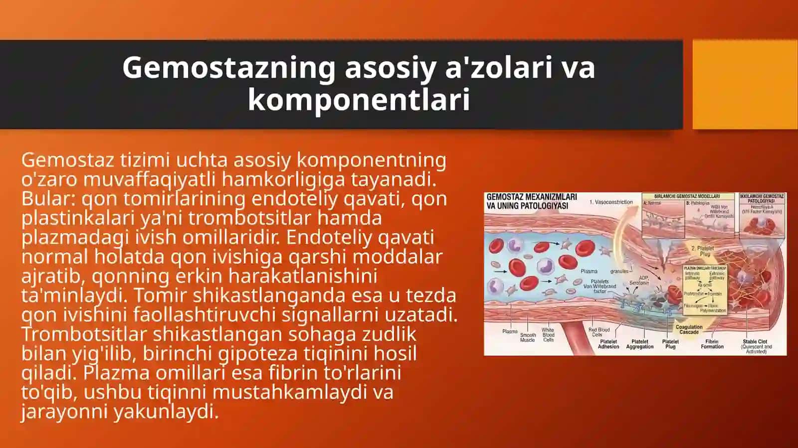 Gemostaz mexanizmlari va uning patologiyasi 4