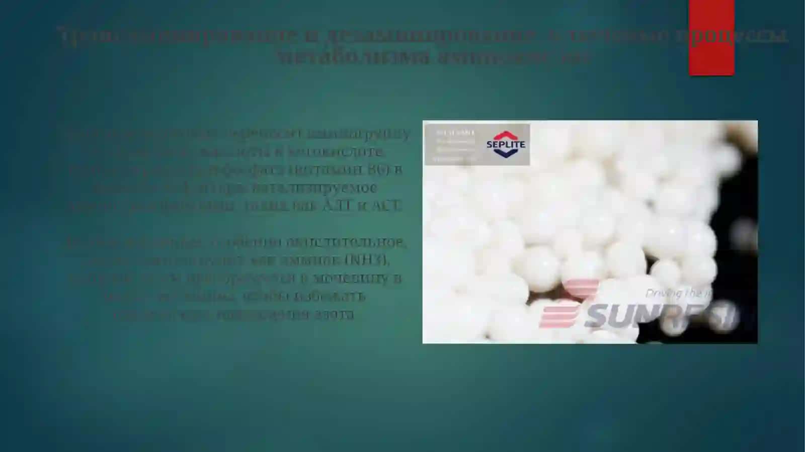 Обмен отдельных аминокислоты 4