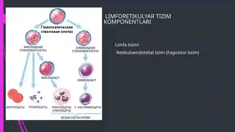 Limforetikulyar tizim 4