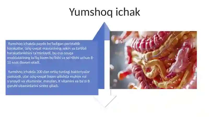 Ovqat hazm qilish fiziologiyasi 4