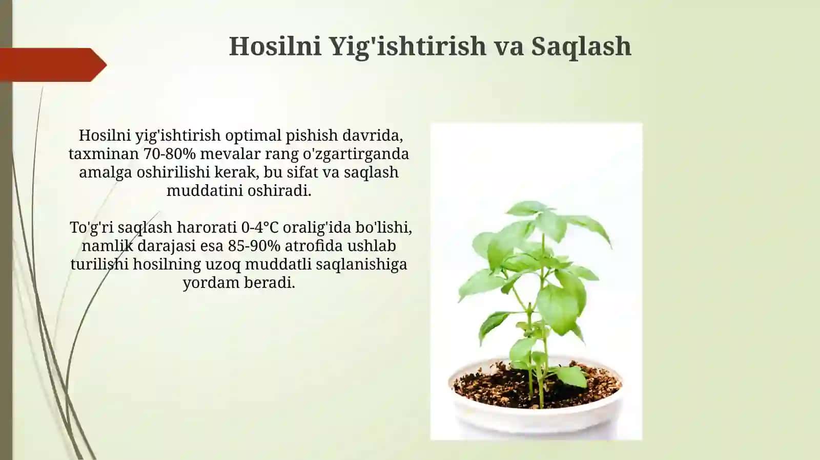 O'simliklarni turli muhit sharoitida ostirib organamiz 4