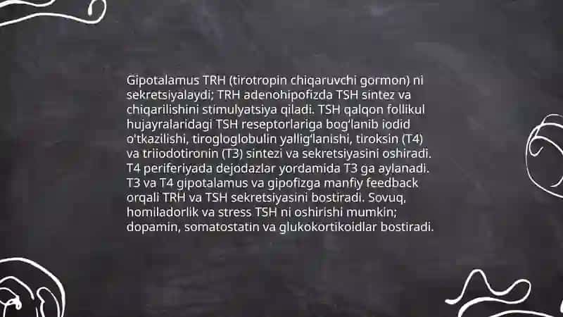 Qalqonsimon, qalqon oldi, buyrak usti bezlari fiziologiyasi 4