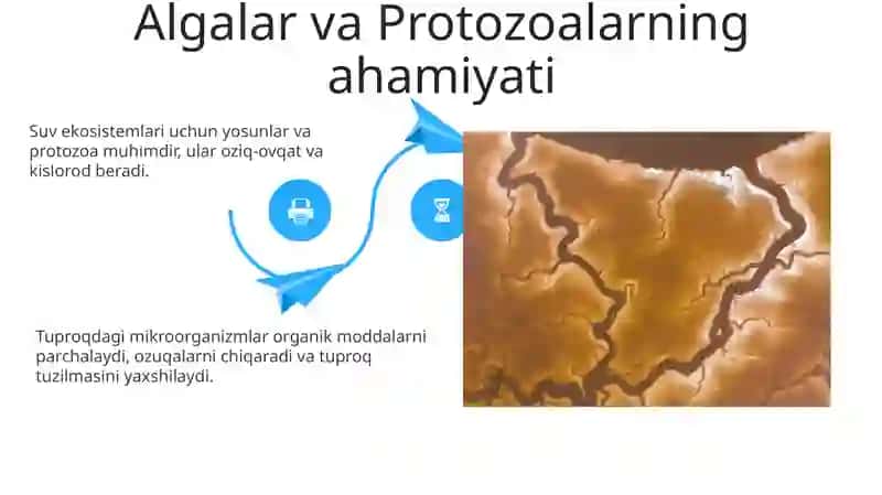 Tuproq paydo bo'lishida mikroorganizmlarning roli 4